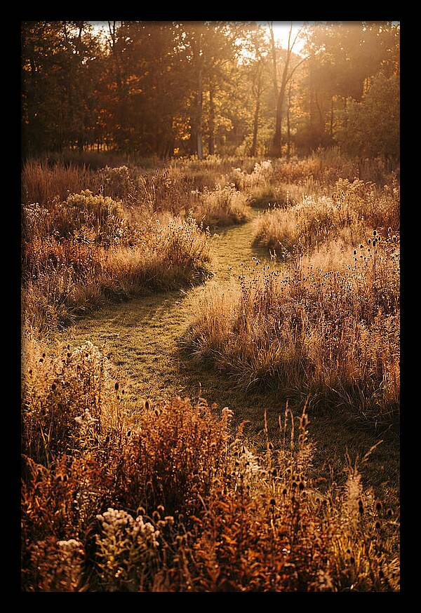 Wild Meadow Pathways In Autumn