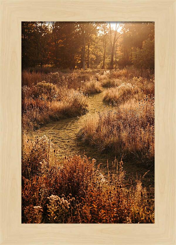 Wild Meadow Pathways In Autumn