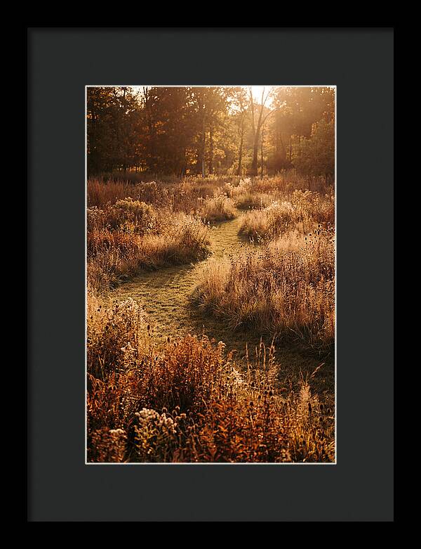 Wild Meadow Pathways In Autumn