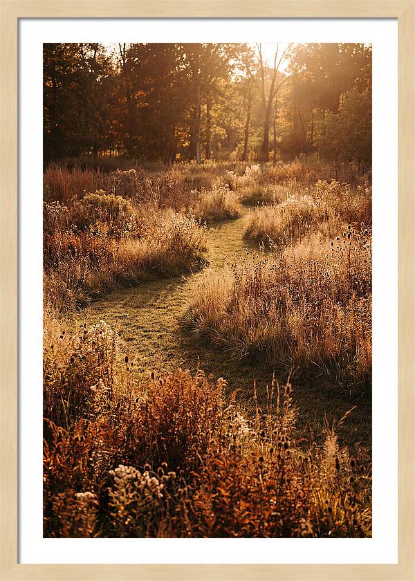 Wild Meadow Pathways In Autumn