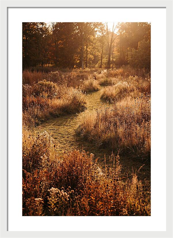 Wild Meadow Pathways In Autumn