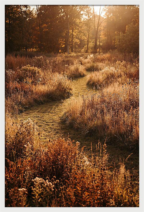 Wild Meadow Pathways In Autumn