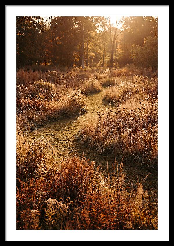 Wild Meadow Pathways In Autumn