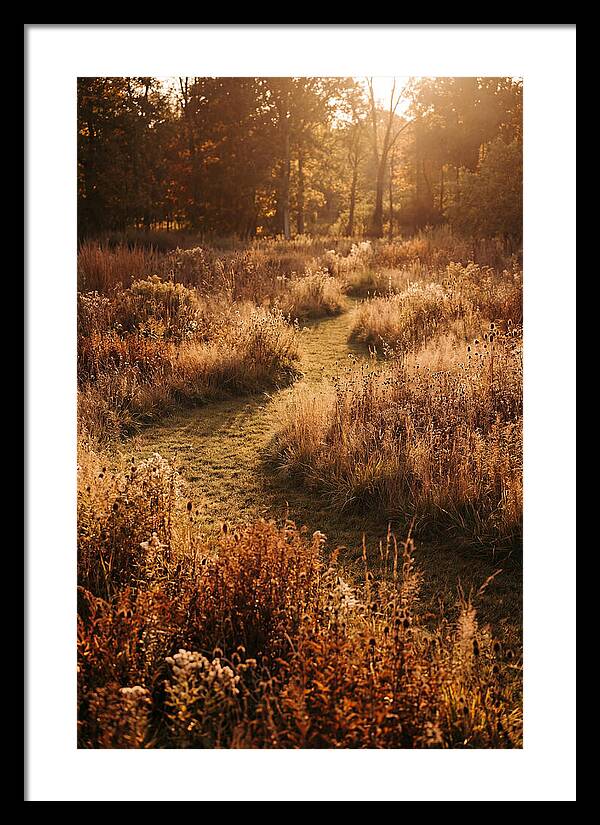 Wild Meadow Pathways In Autumn