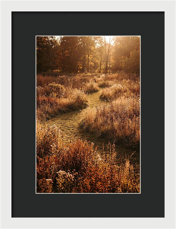 Wild Meadow Pathways In Autumn