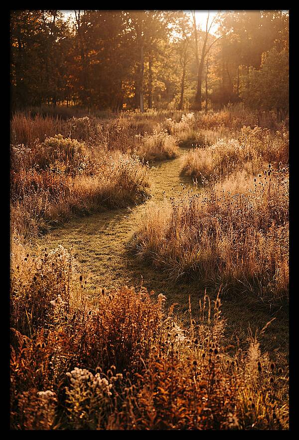 Wild Meadow Pathways In Autumn