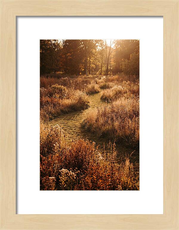Wild Meadow Pathways In Autumn