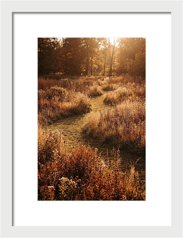 Wild Meadow Pathways In Autumn