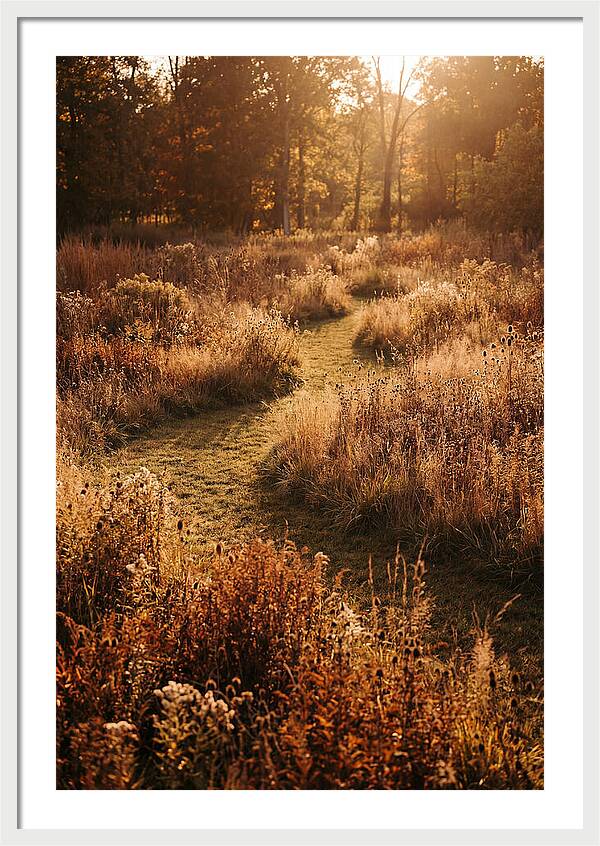 Wild Meadow Pathways In Autumn