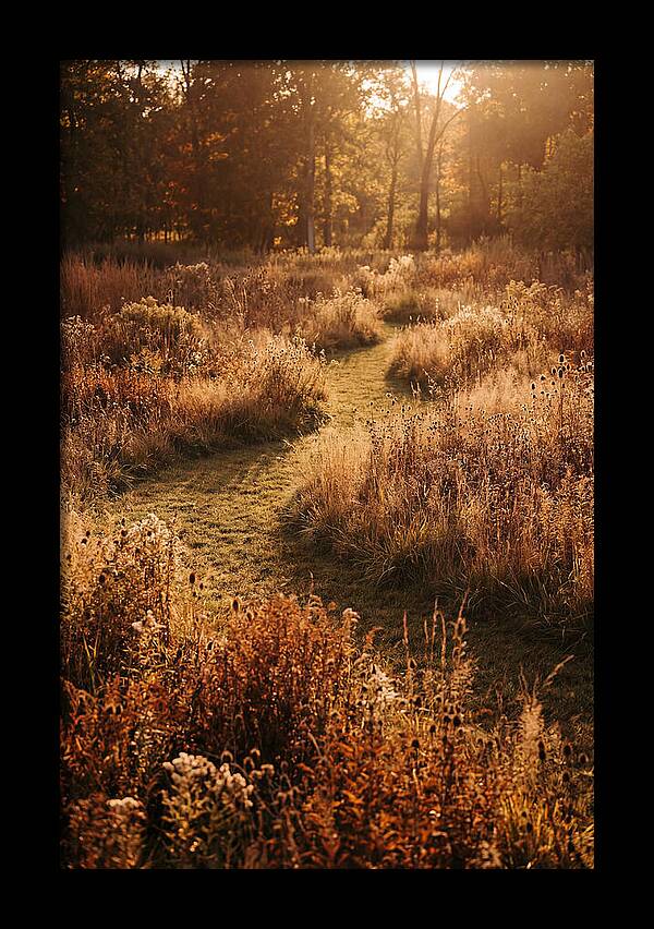 Wild Meadow Pathways In Autumn