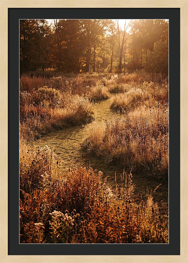 Wild Meadow Pathways In Autumn
