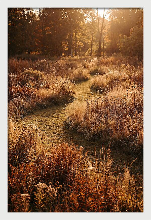 Wild Meadow Pathways In Autumn