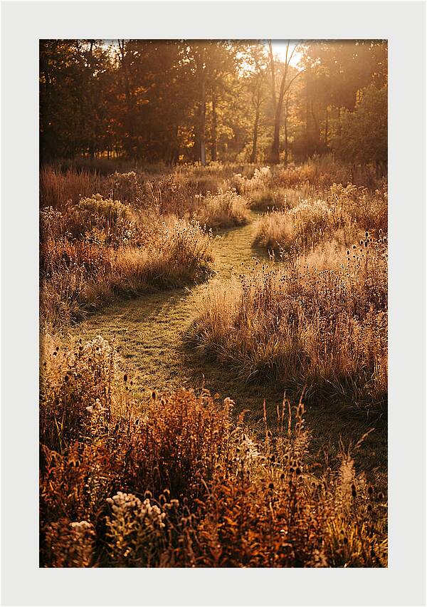 Wild Meadow Pathways In Autumn