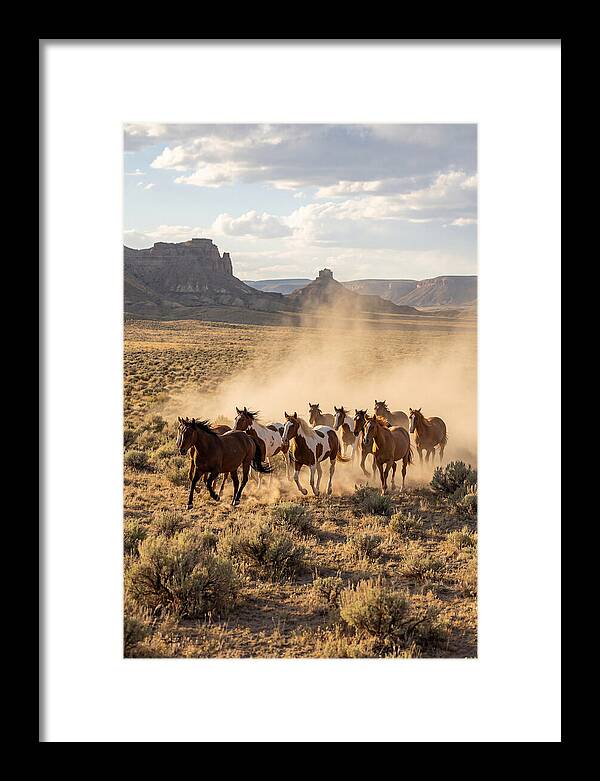 Wild Mustang Herd Galloping