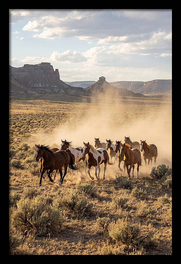 Wild Mustang Herd Galloping