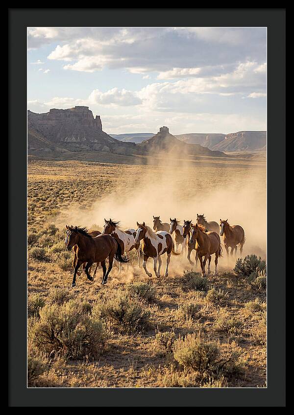 Wild Mustang Herd Galloping