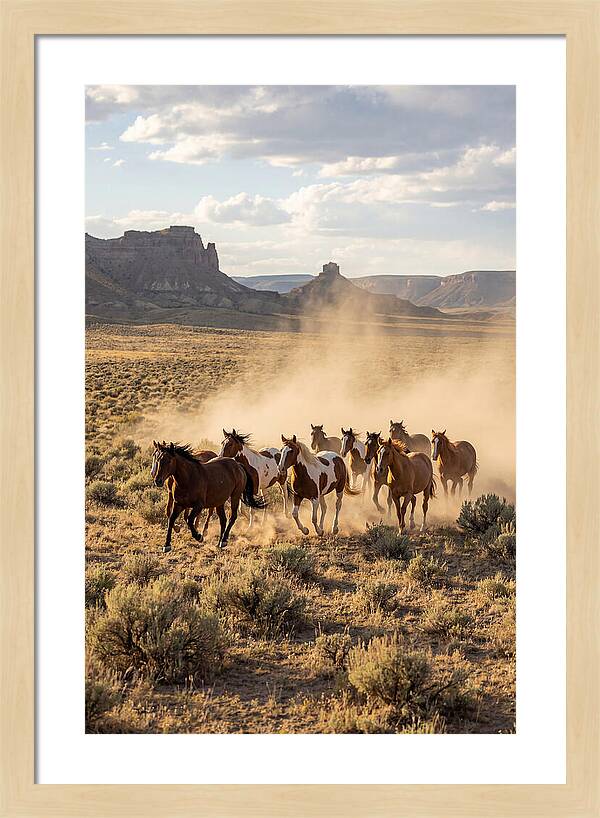 Wild Mustang Herd Galloping