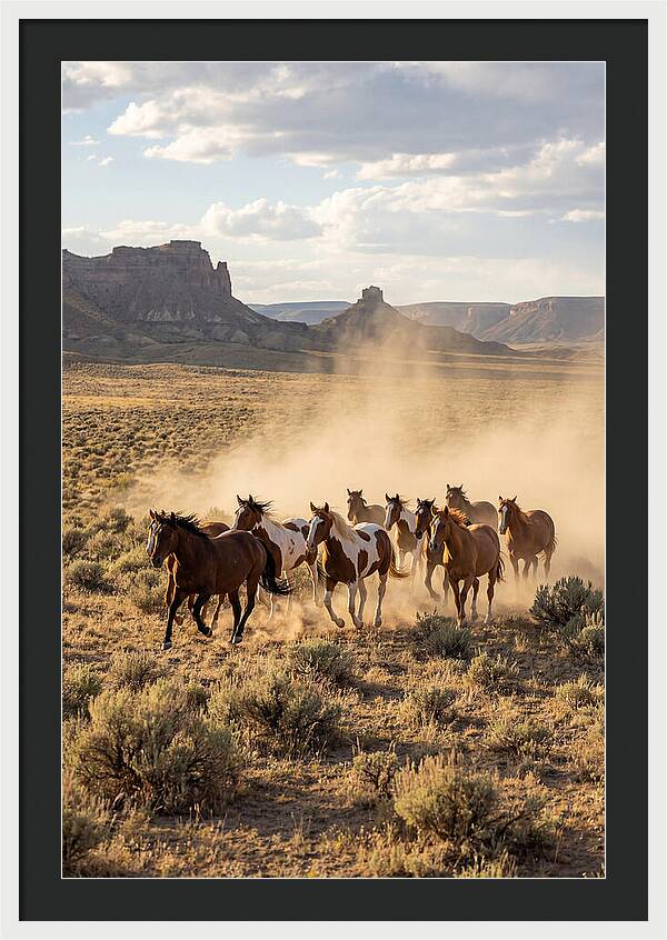 Wild Mustang Herd Galloping