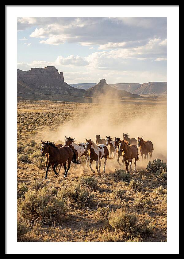 Wild Mustang Herd Galloping