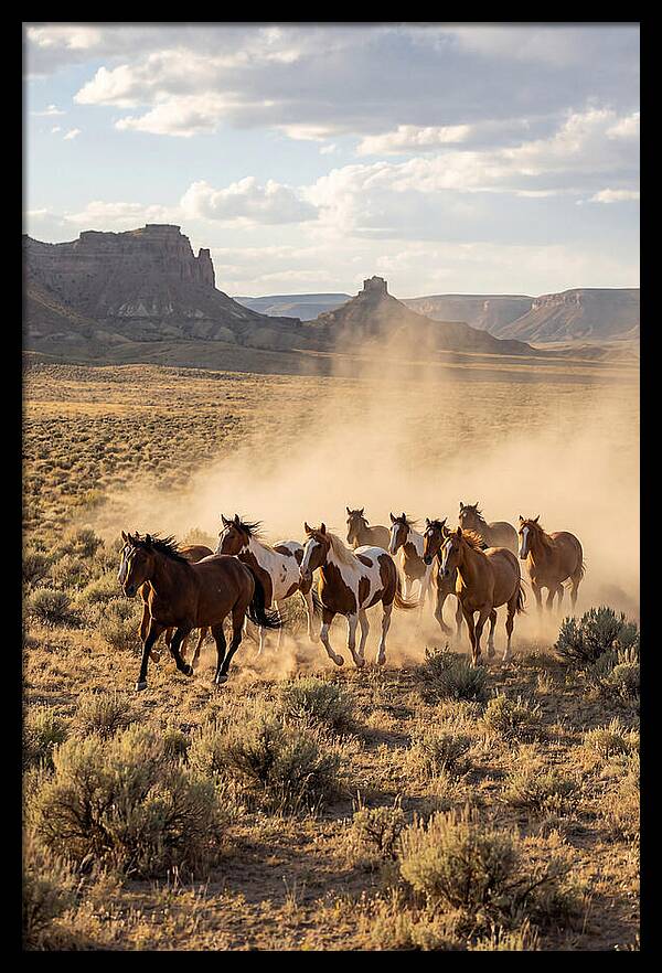 Wild Mustang Herd Galloping