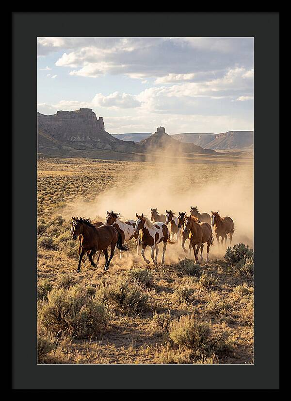 Wild Mustang Herd Galloping