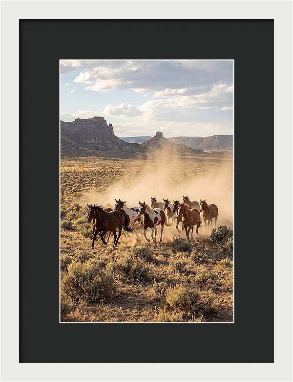Wild Mustang Herd Galloping