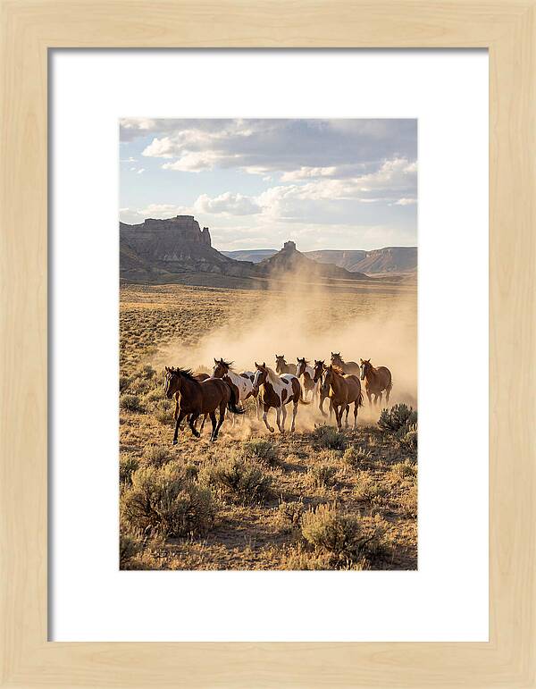 Wild Mustang Herd Galloping