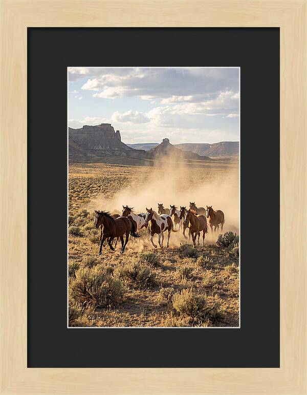 Wild Mustang Herd Galloping