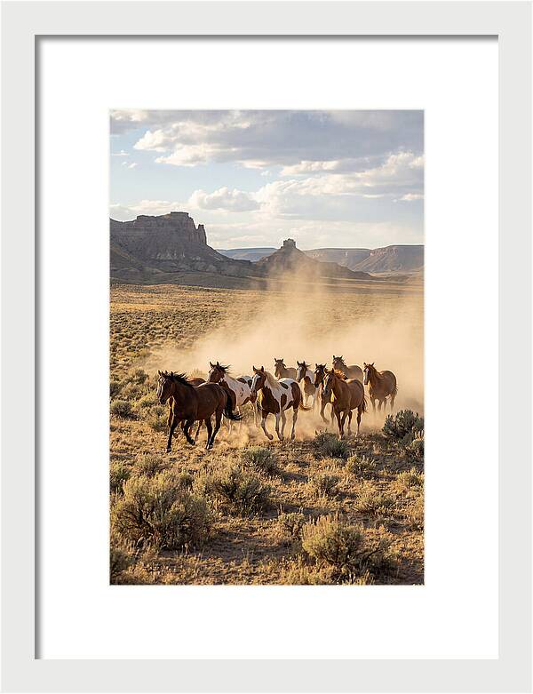 Wild Mustang Herd Galloping