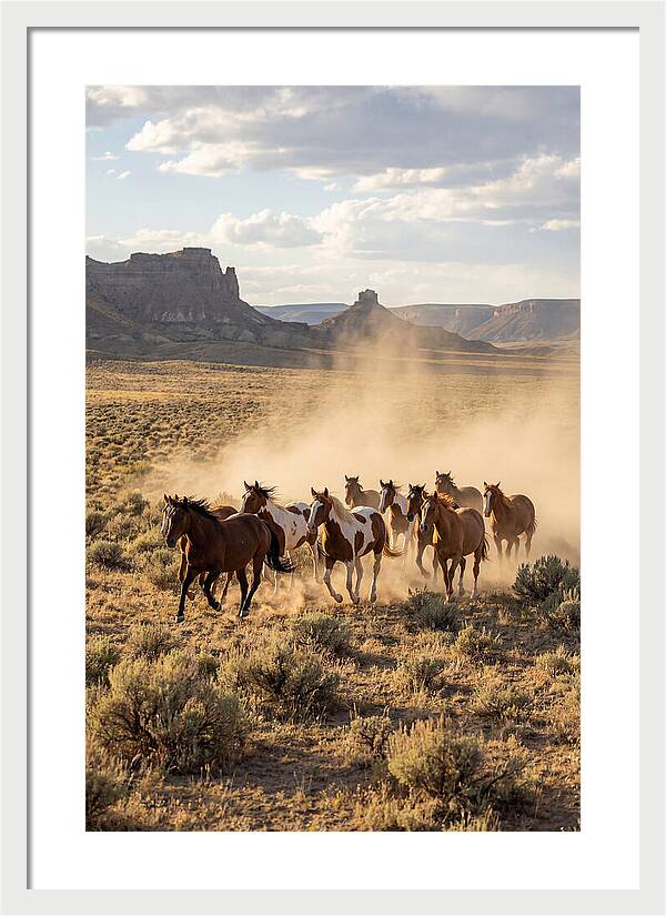Wild Mustang Herd Galloping