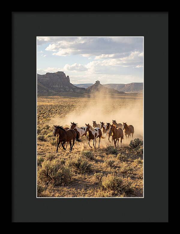 Wild Mustang Herd Galloping