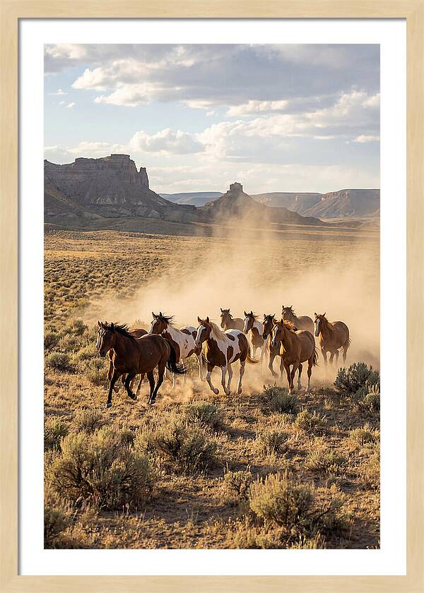 Wild Mustang Herd Galloping