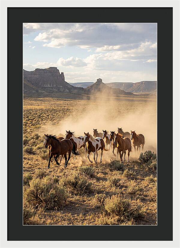 Wild Mustang Herd Galloping