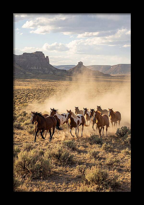 Wild Mustang Herd Galloping