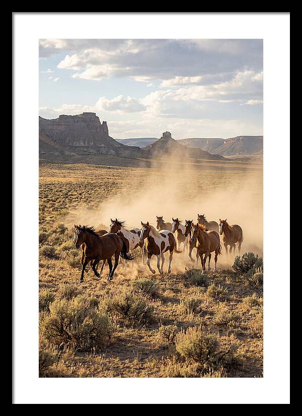 Wild Mustang Herd Galloping