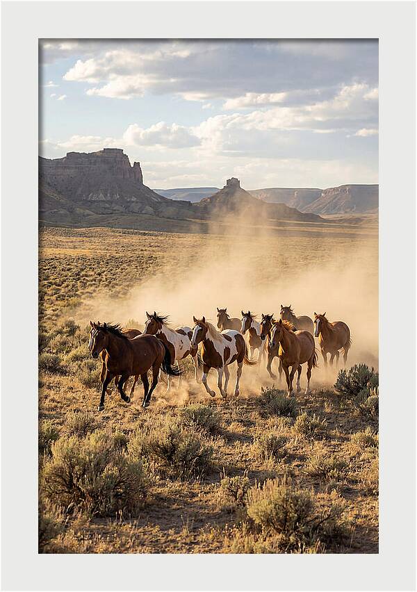 Wild Mustang Herd Galloping