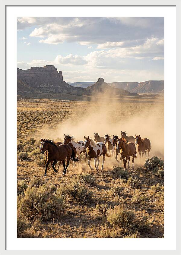 Wild Mustang Herd Galloping