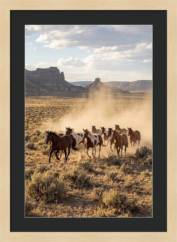 Wild Mustang Herd Galloping
