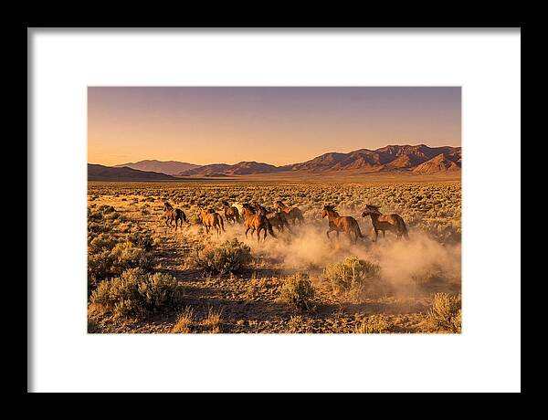 Wild Mustang Herd Galloping Free