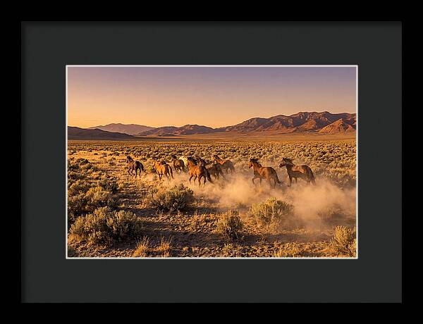 Wild Mustang Herd Galloping Free