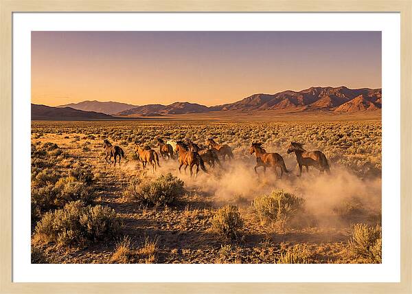 Wild Mustang Herd Galloping Free