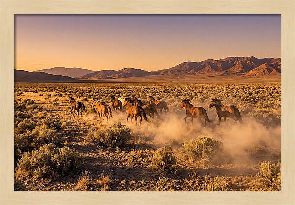 Wild Mustang Herd Galloping Free