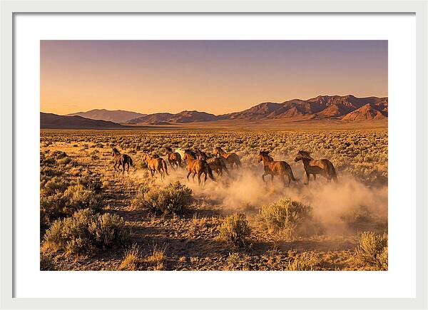 Wild Mustang Herd Galloping Free