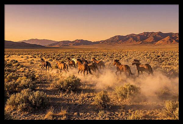 Wild Mustang Herd Galloping Free
