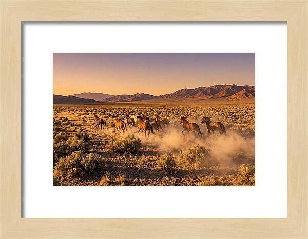 Wild Mustang Herd Galloping Free