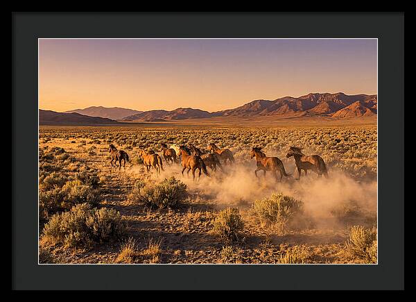 Wild Mustang Herd Galloping Free