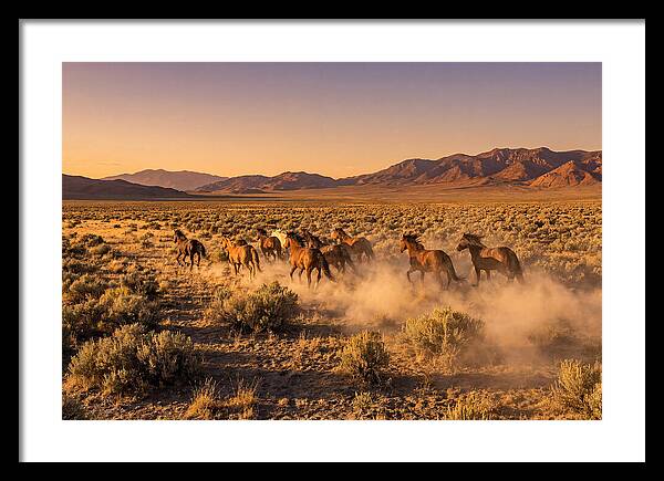 Wild Mustang Herd Galloping Free