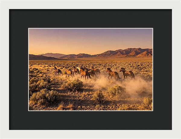Wild Mustang Herd Galloping Free