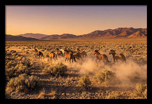Wild Mustang Herd Galloping Free