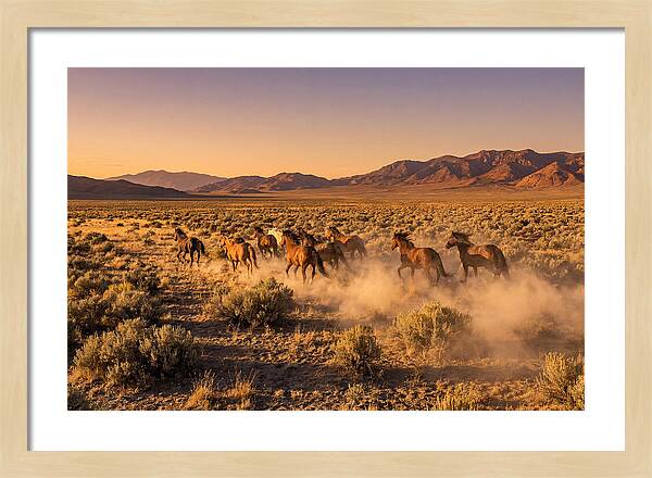 Wild Mustang Herd Galloping Free